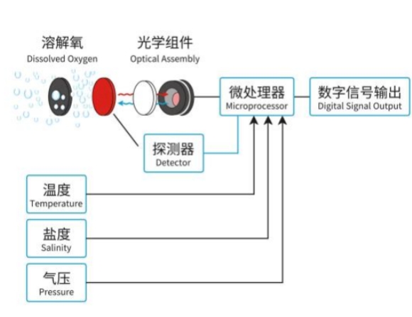 溶解氧传感器